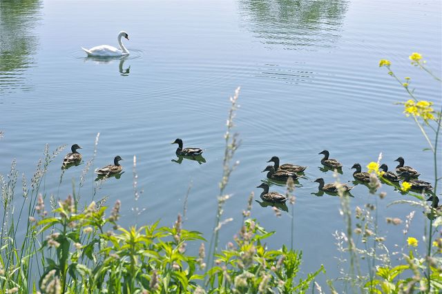 Réserve naturelle des étangs du Romelaëre proche de : Camping Le Clairmarais